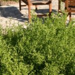 Baccharis pilularis 'Pigeon Point' - dwarf coyote bush