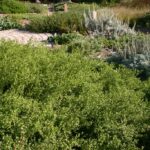 Baccharis pilularis 'Pigeon Point' - dwarf coyote bush
