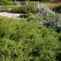 Baccharis pilularis ‘Pigeon Point’