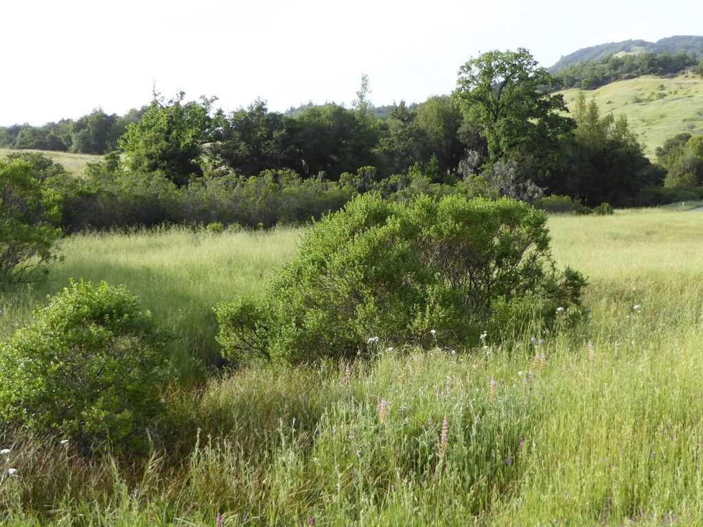 Baccharis pilularis - coyote bush