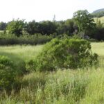 Baccharis pilularis - coyote bush