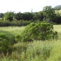 Baccharis pilularis