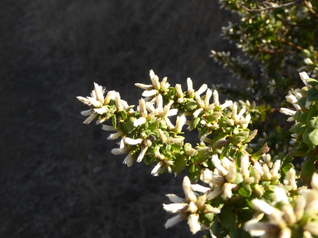 Baccharis pilularis - female - coyote bush