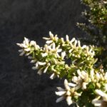 Baccharis pilularis - female - coyote bush