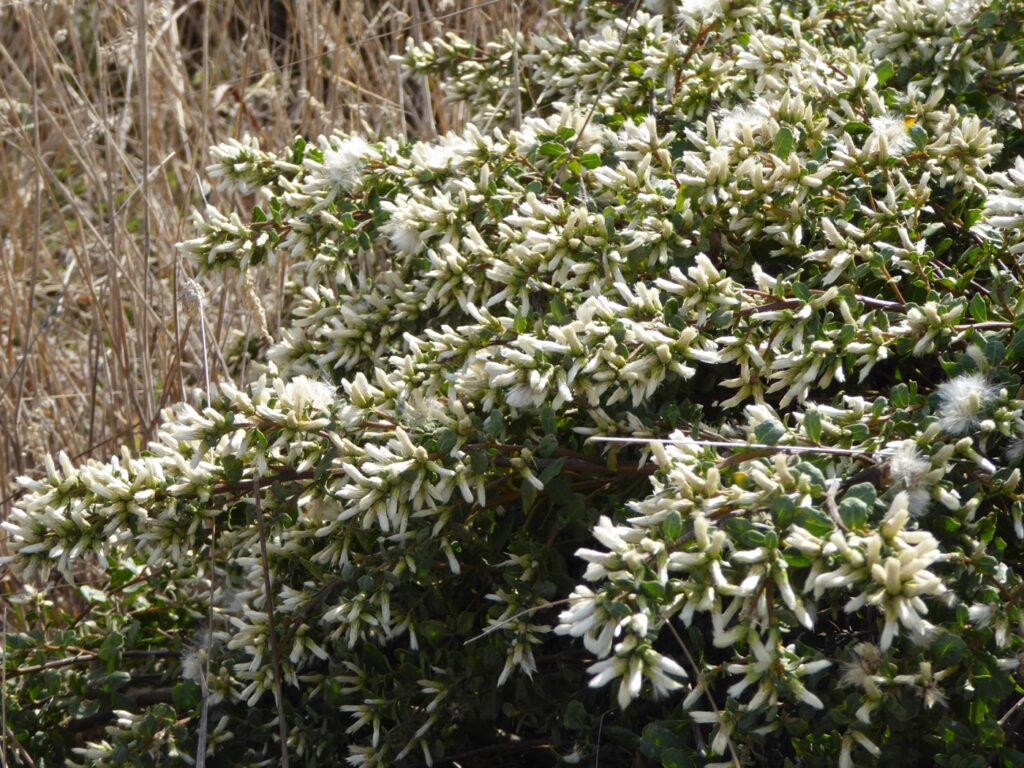 Baccharis pilularis - female - coyote bush