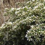 Baccharis pilularis - female - coyote bush