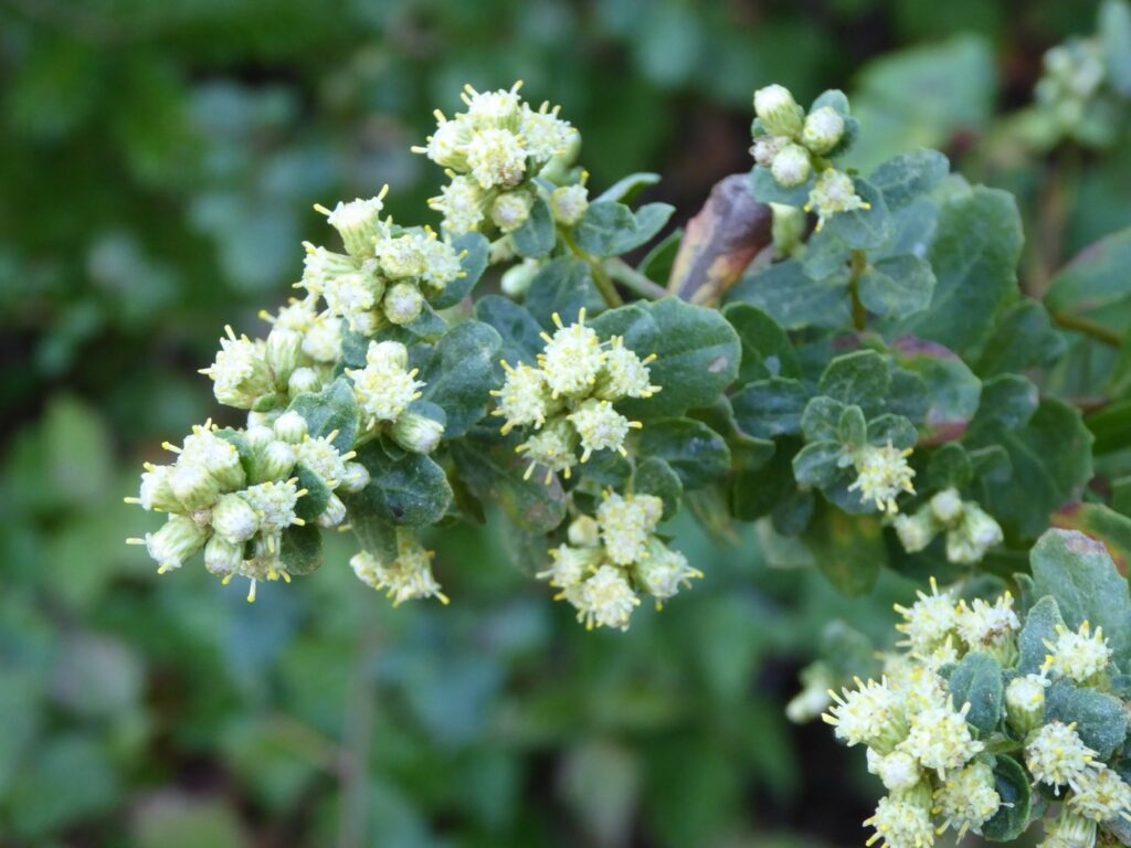 Baccharis pilularis - coyote bush