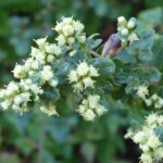 Baccharis pilularis - coyote bush