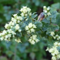 Baccharis pilularis – male