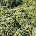 Baccharis pilularis - female - coyote bush