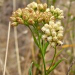 Baccharis salicifolia - mule fat