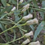 Baccharis salicifolia - mule fat