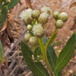 Baccharis salicifolia - mule fat