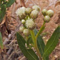 Baccharis salicifolia