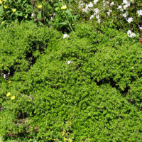 Baccharis pilularis ‘Twin Peaks’