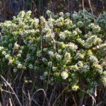 Baccharis pilularis - coyote bush