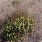 Baccharis pilularis - coyote bush