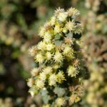 Baccharis pilularis - coyote bush