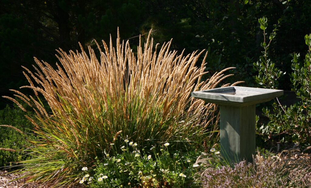 Calamagrostis foliosa x nutkaensis 'Little Nootka' - reed grass
