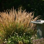 Calamagrostis foliosa x nutkaensis 'Little Nootka' - reed grass