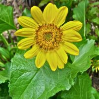 Balsamorhiza deltoidea