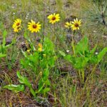 Balsamorhiza deltoidea - deltoid balsamroot