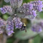 Phacelia californica - California phacelia