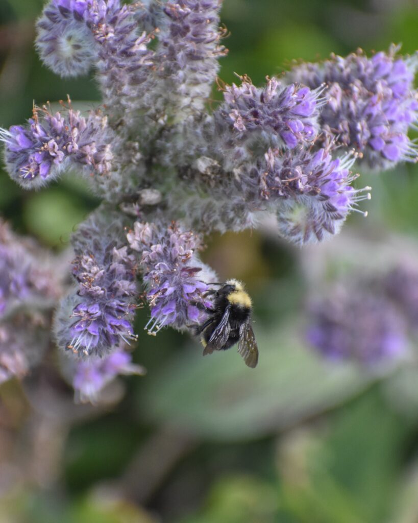 Phacelia californica - California phacelia