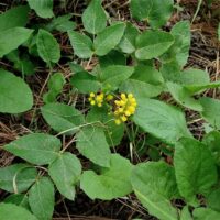 Berberis (Mahonia) aquifolium var. repens