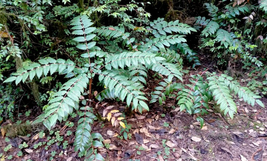 Berberis (Mahonia) nervosa - longleaf mahonia