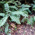 Berberis (Mahonia) nervosa - longleaf mahonia