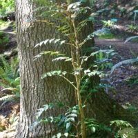 Berberis (Mahonia) nervosa var. mendocinoensis