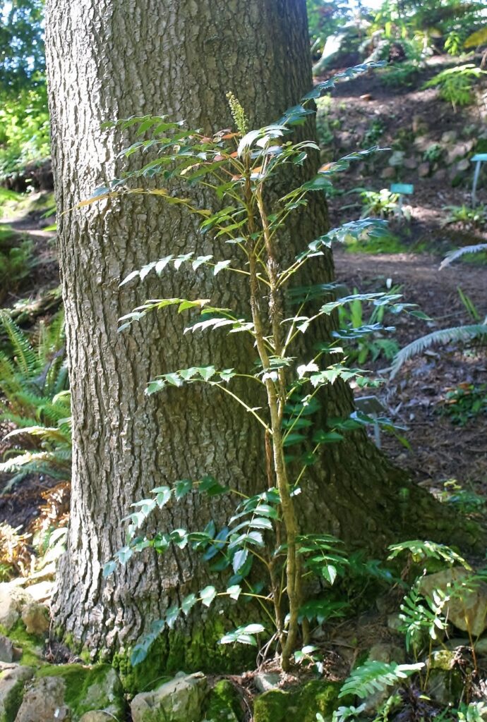 Berberis (Mahonia) nervosa var. mendocinoensis - Mendocino longleaf mahonia
