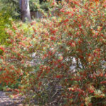 Berberis (Mahonia) nevinii - Nevin's barberry