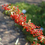 Berberis (Mahonia) nevinii - Nevin's barberry