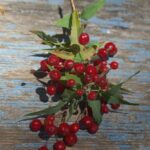Berberis (Mahonia) nevinii - Nevin's barberry