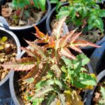 Berberis (Mahonia) nevinii - Nevin's barberry
