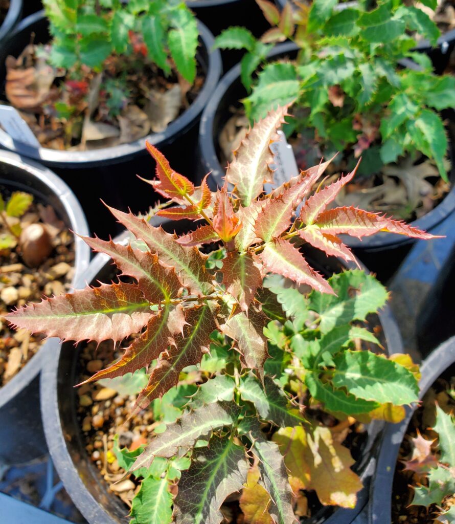 Berberis (Mahonia) nevinii - Nevin's barberry