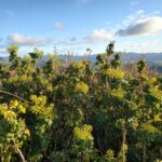 Berberis (Mahonia) pinnata - California barberry, shiny leaf mahonia