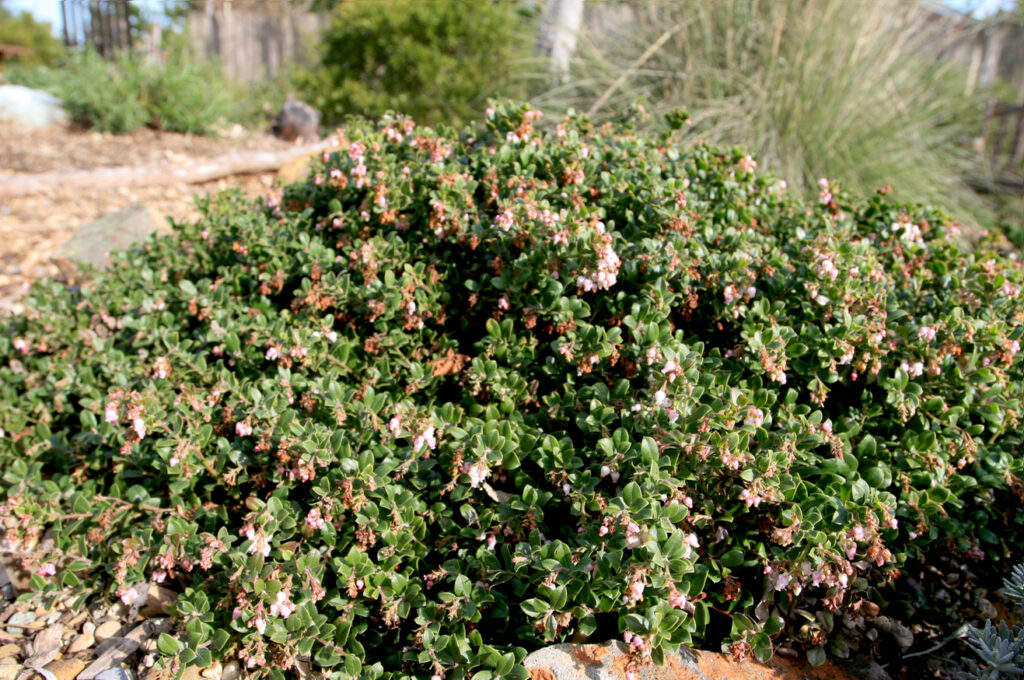 Arctostaphylos edmundsii 'Bert Johnson' - Little Sur manzanita