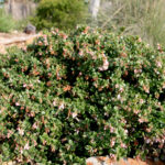 Arctostaphylos edmundsii 'Bert Johnson' - Little Sur manzanita