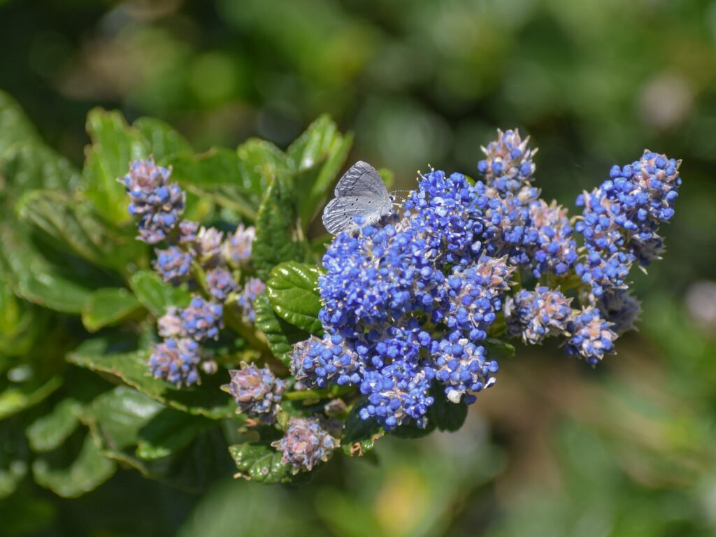 Ceanothus griseus var. horizontalis 'Yankee Point' - Carmel ceanothus