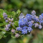 Ceanothus griseus var. horizontalis 'Yankee Point' - Carmel ceanothus