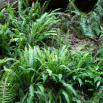 Blechnum (Struthiopteris) spicant - deer fern