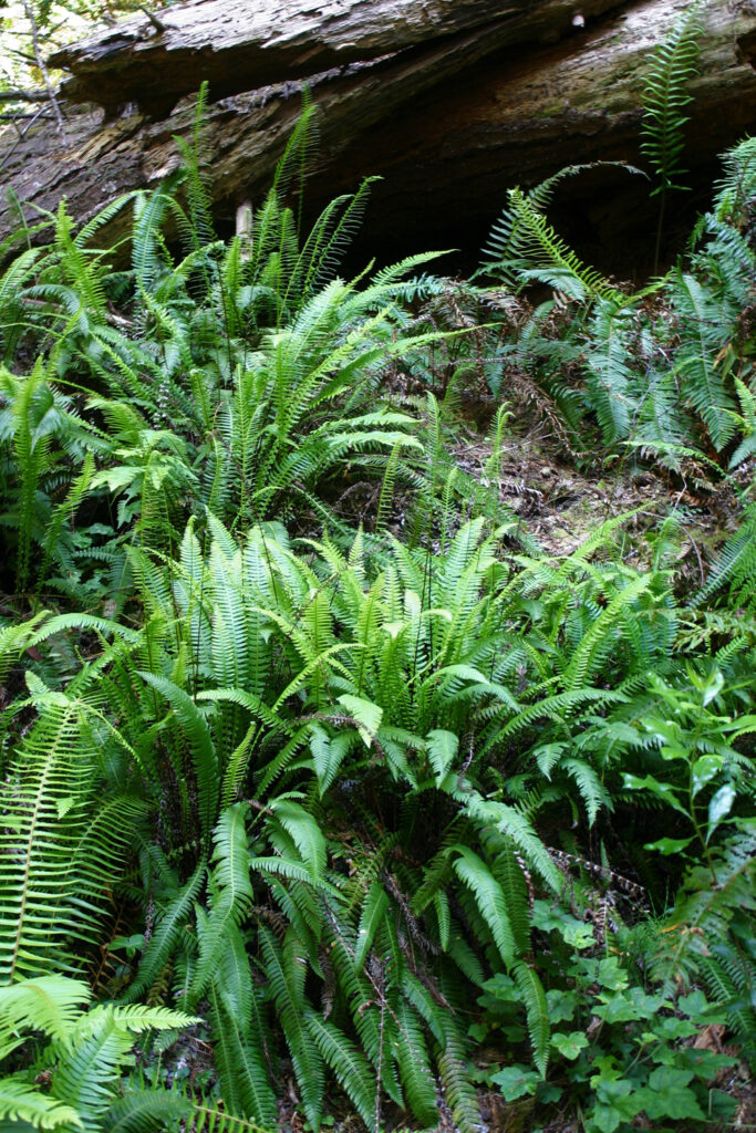 Blechnum (Struthiopteris) spicant - deer fern