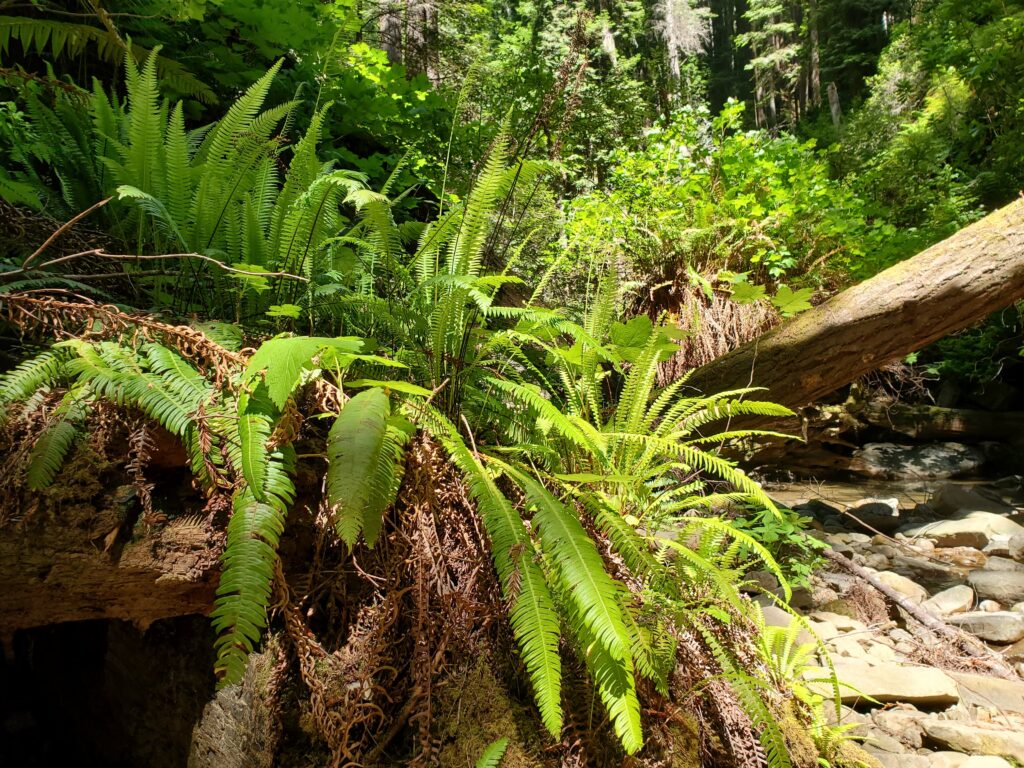 Blechnum (Struthiopteris) spicant - deer fern