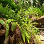 Blechnum (Struthiopteris) spicant - deer fern