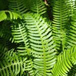 Blechnum (Struthiopteris) spicant - deer fern