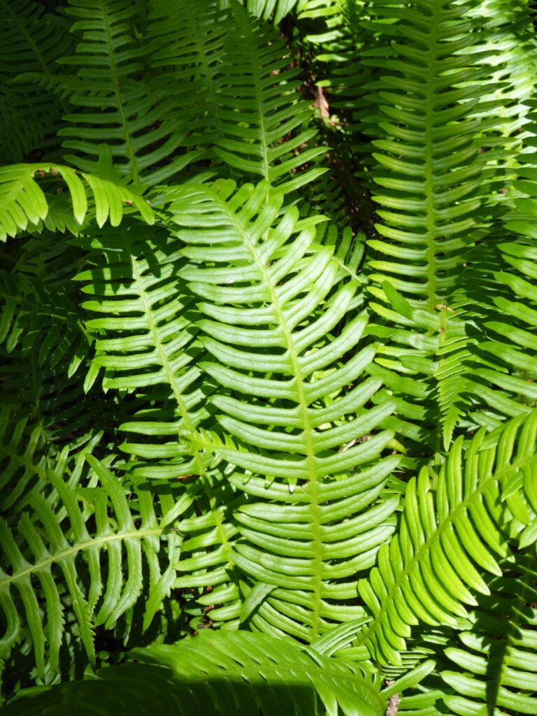 Blechnum (Struthiopteris) spicant - deer fern