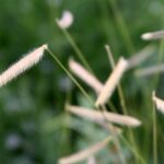 Bouteloua gracilis 'Blonde Ambition' - eye lash grass
